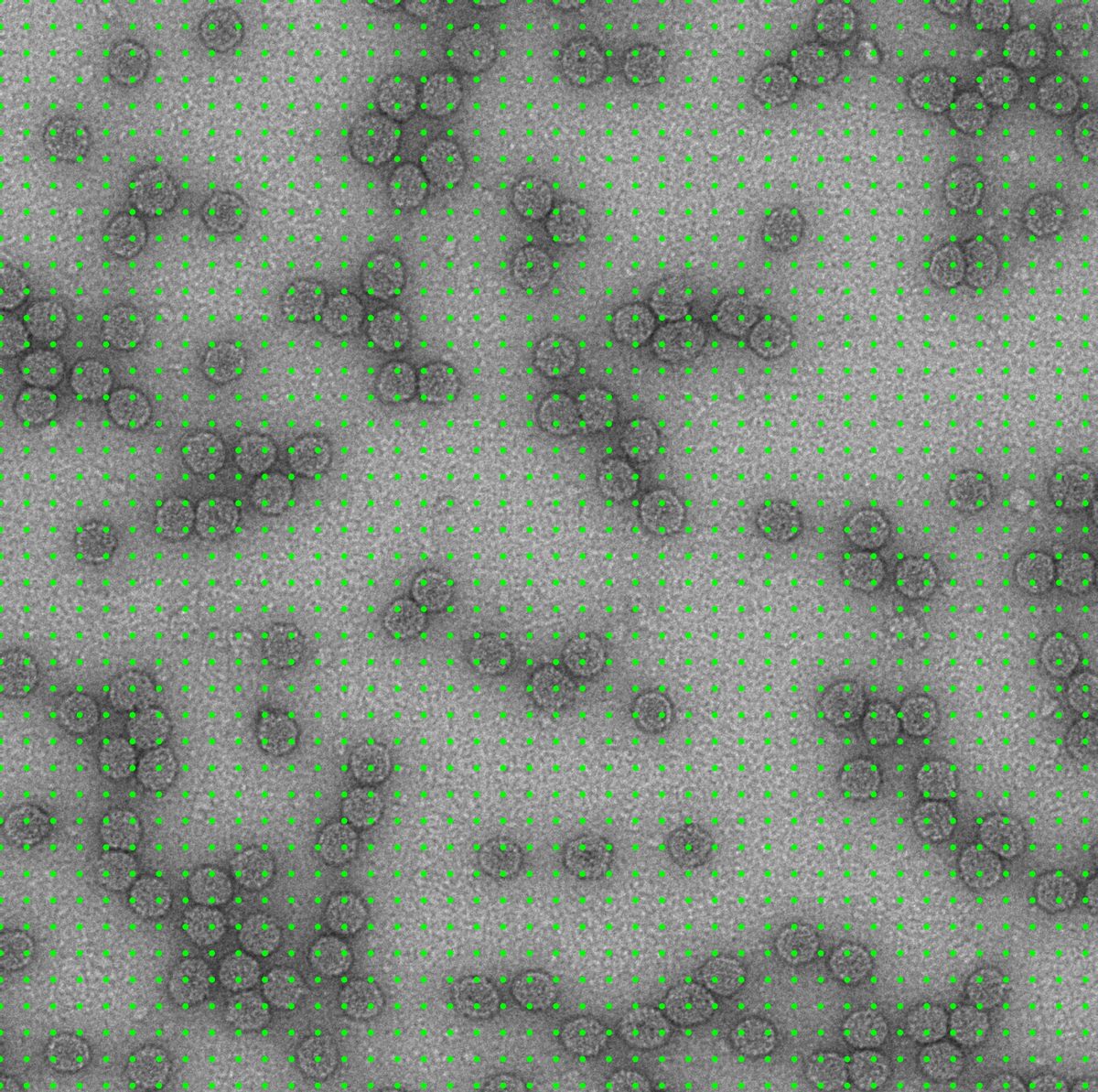 The image with a regular grid of green prompt points